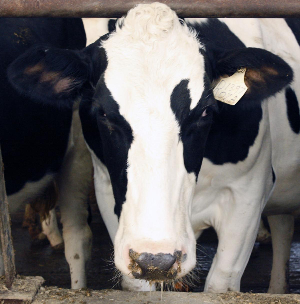 011421kg-dairy-farm-3
