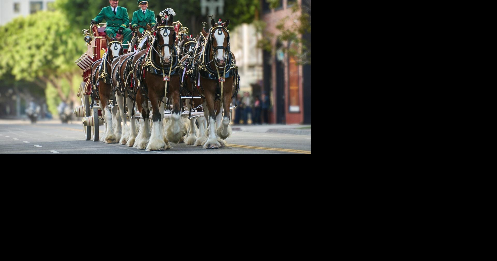 Sturgis Falls celebrates 50 years this weekend, with parade, music, and majestic horses