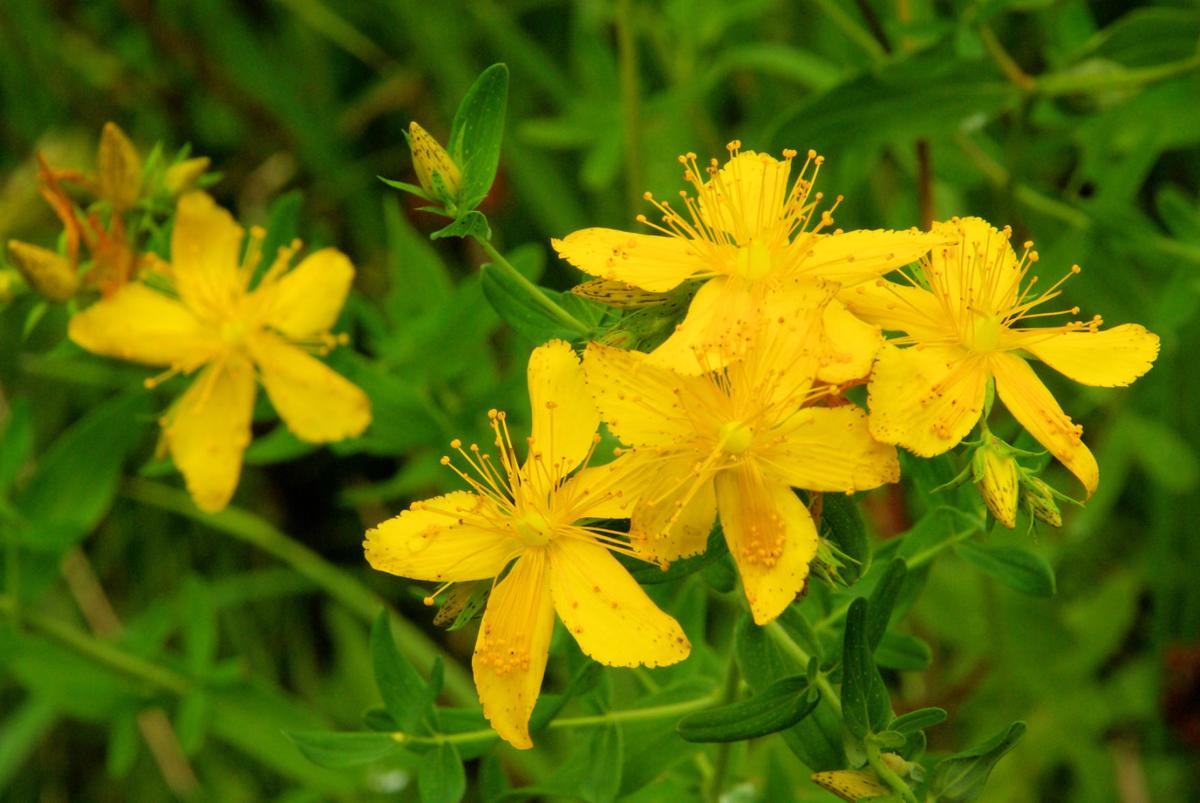 Flowering herbs like feverfew, chamomile worth growing for ...