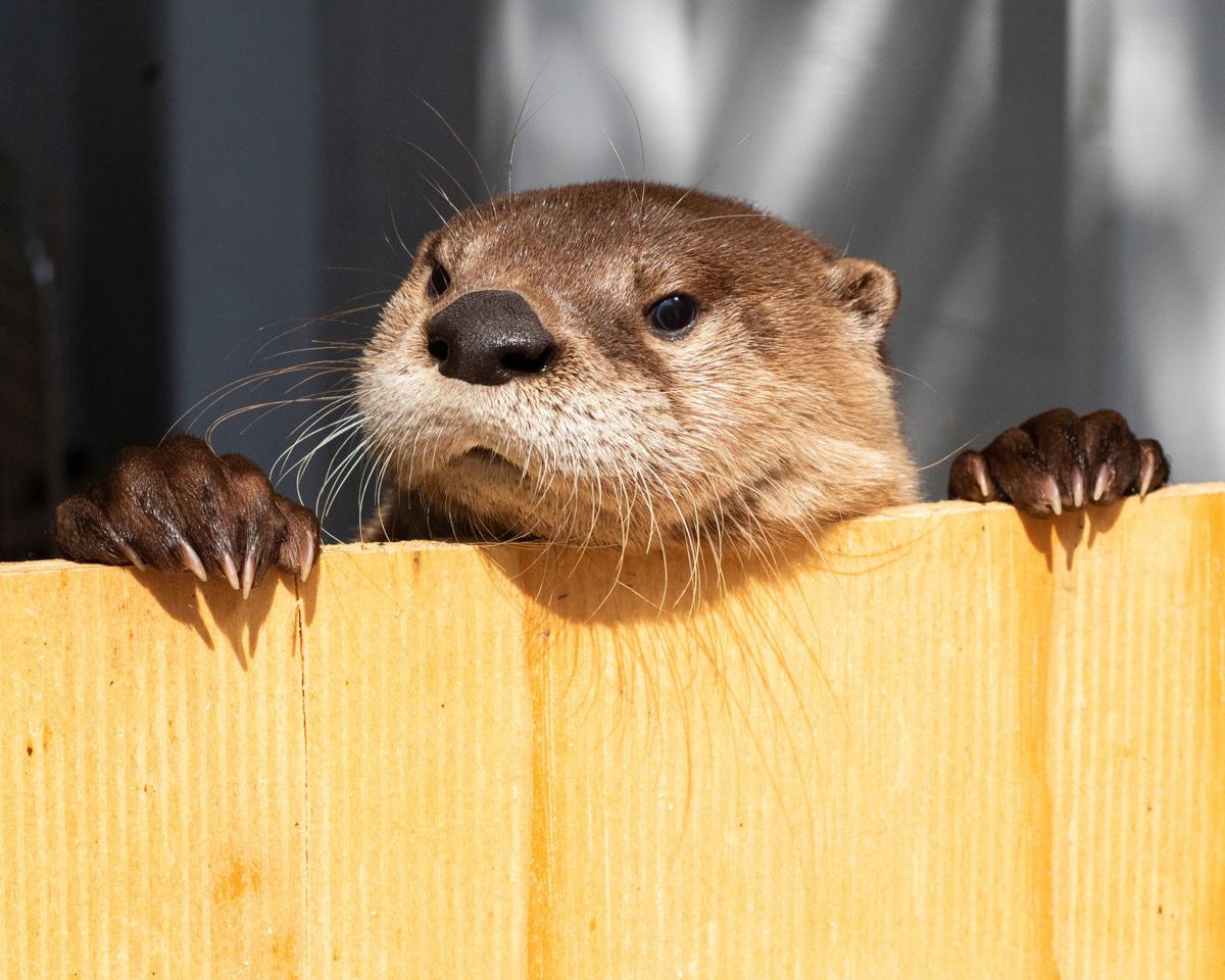Orphaned Otter Fostered By Wildlife Rehabber Finds Her Home At Dubuque S River Museum Local News Wcfcourier Com It helps business people, journalists, and students to be more focused. orphaned otter fostered by wildlife