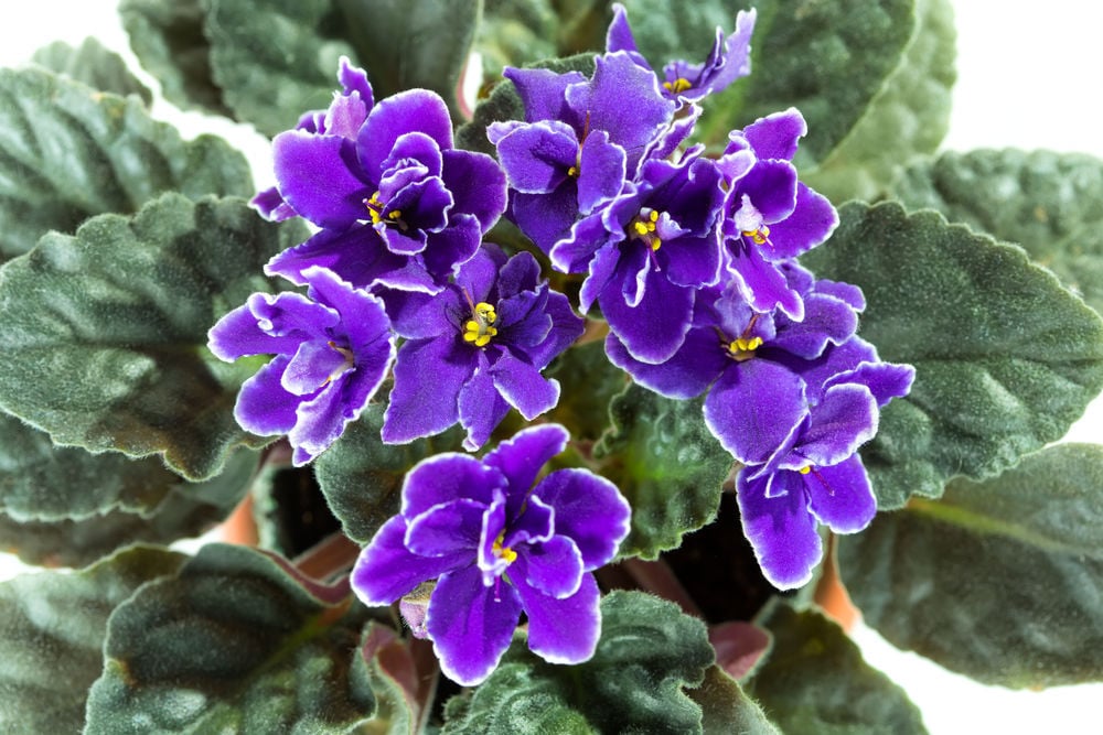 African Violets On Display At Annual Show And Sale