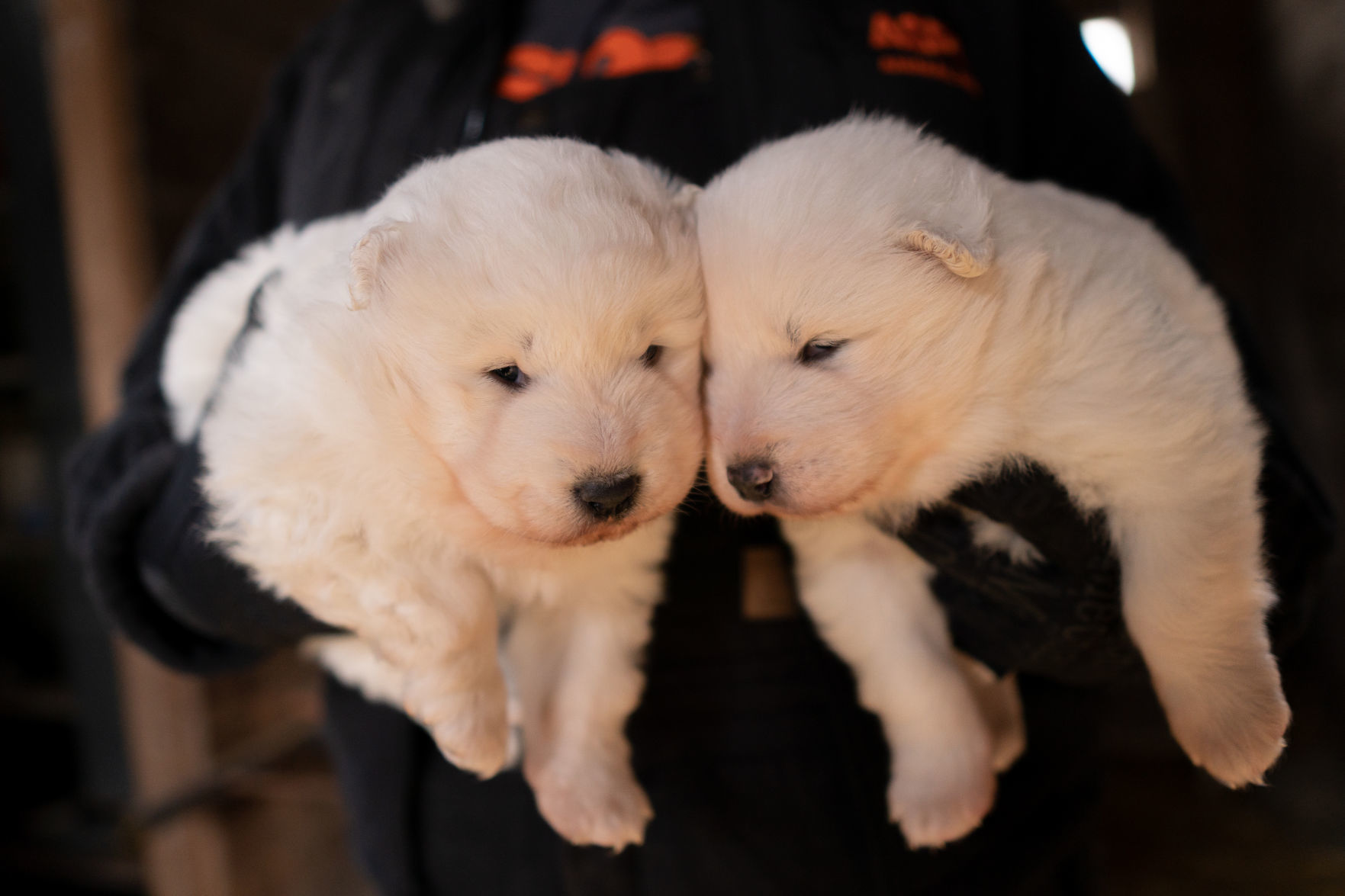 Samoyed puppy deals mill rescue