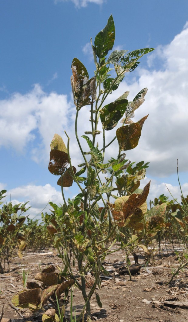 Experts avoid predicting soybean yields in drought : Business Monthly