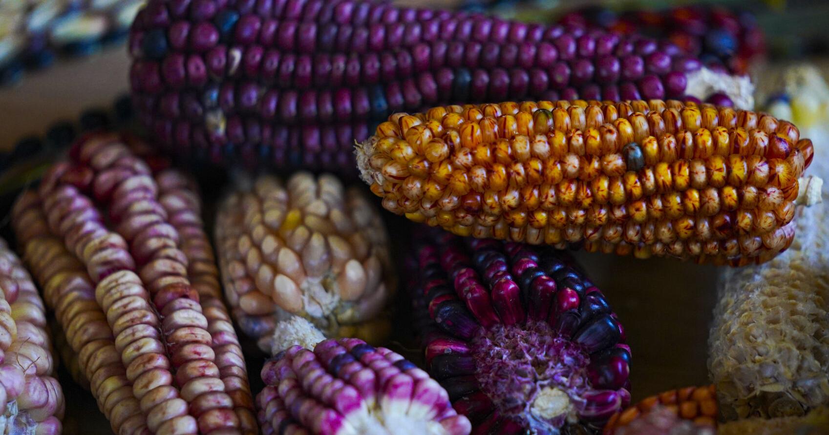 Heirloom corn makes a comeback in Mexico - Vimarsana News