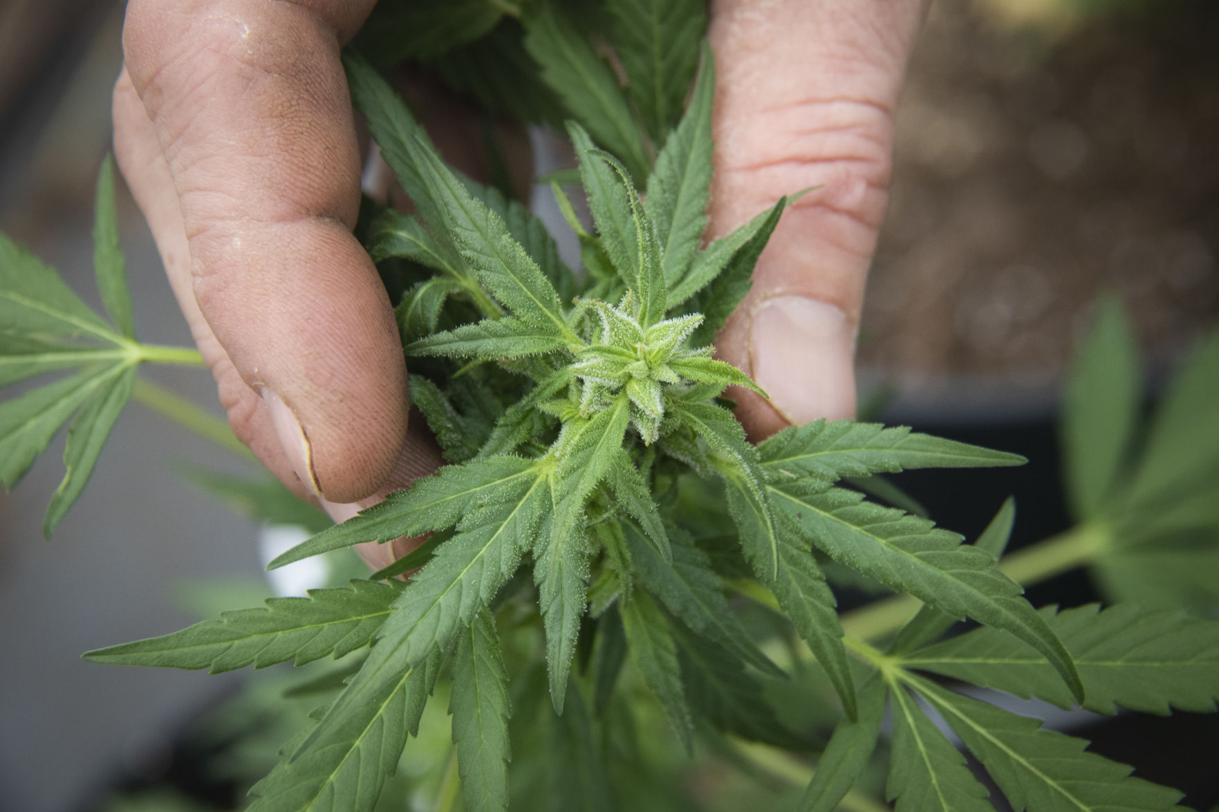 Hemp Industry Faces Early Challenges In First Year