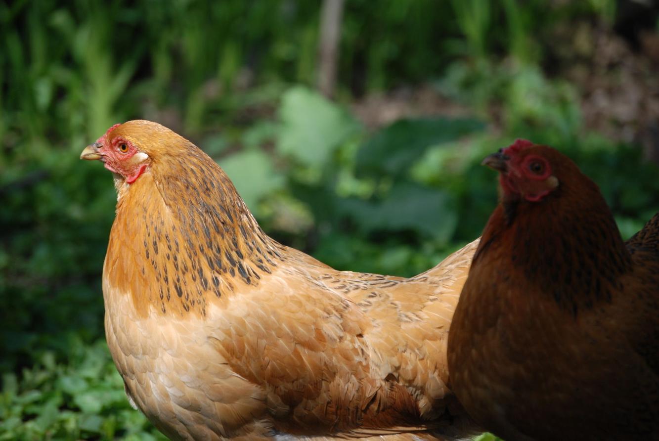 Avian flu detected in Jefferson County commercial flock | Agriculture ...