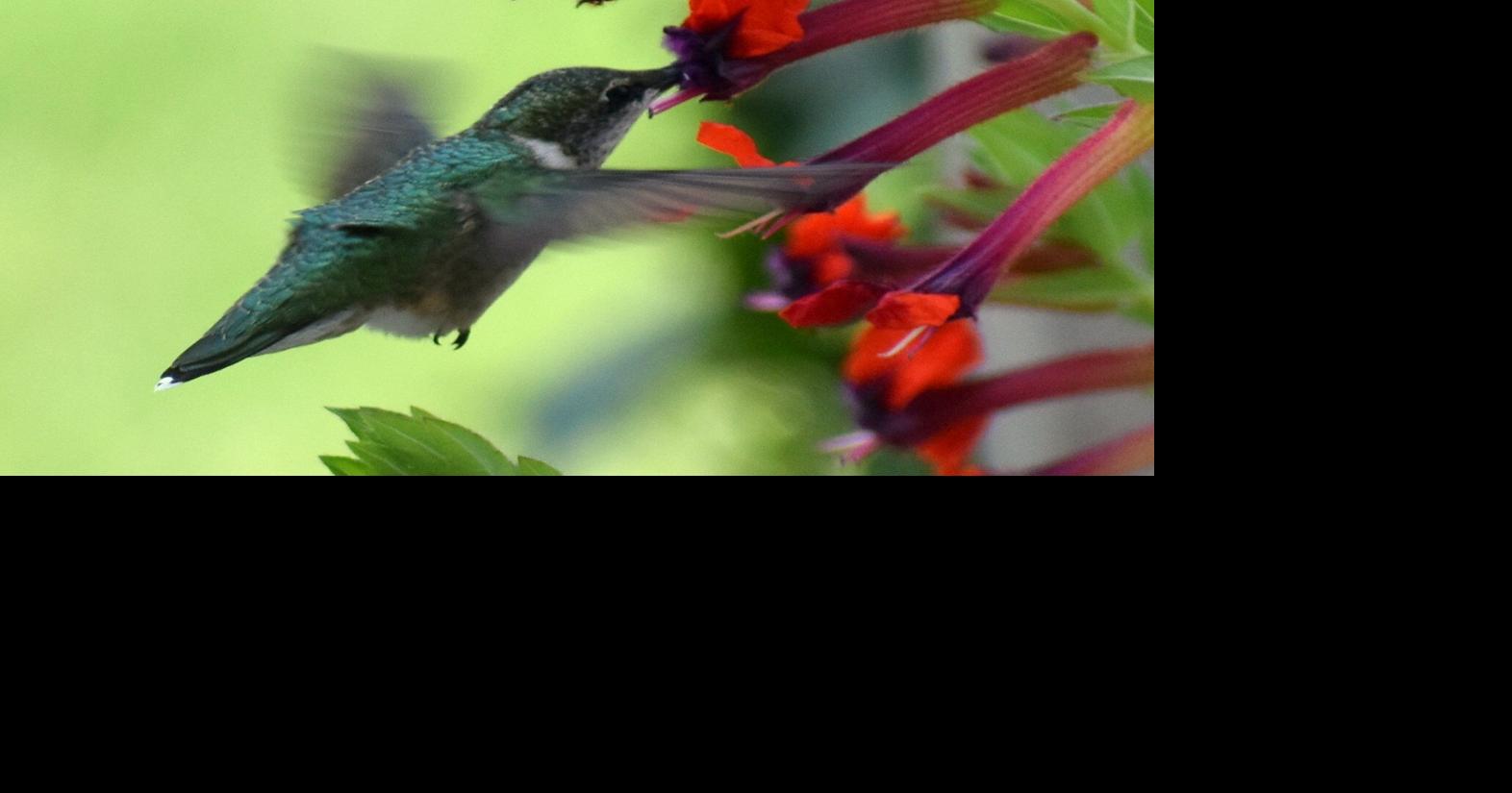 Fattening up Local News