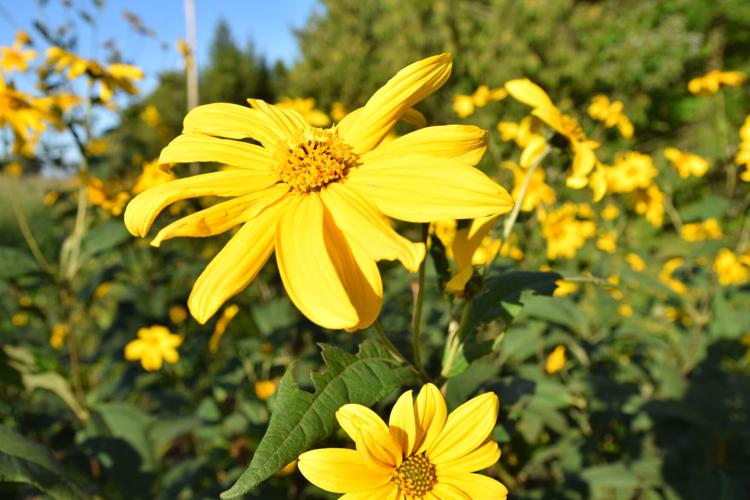 Mexican Sunflowers on Milford Local News