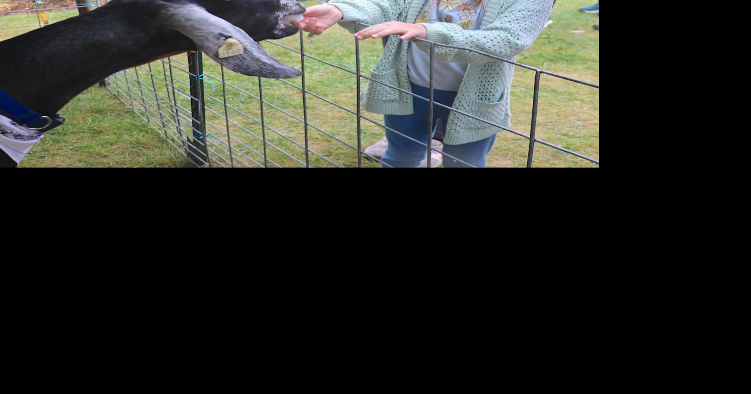 Goat Fest: Families brave showers at annual event