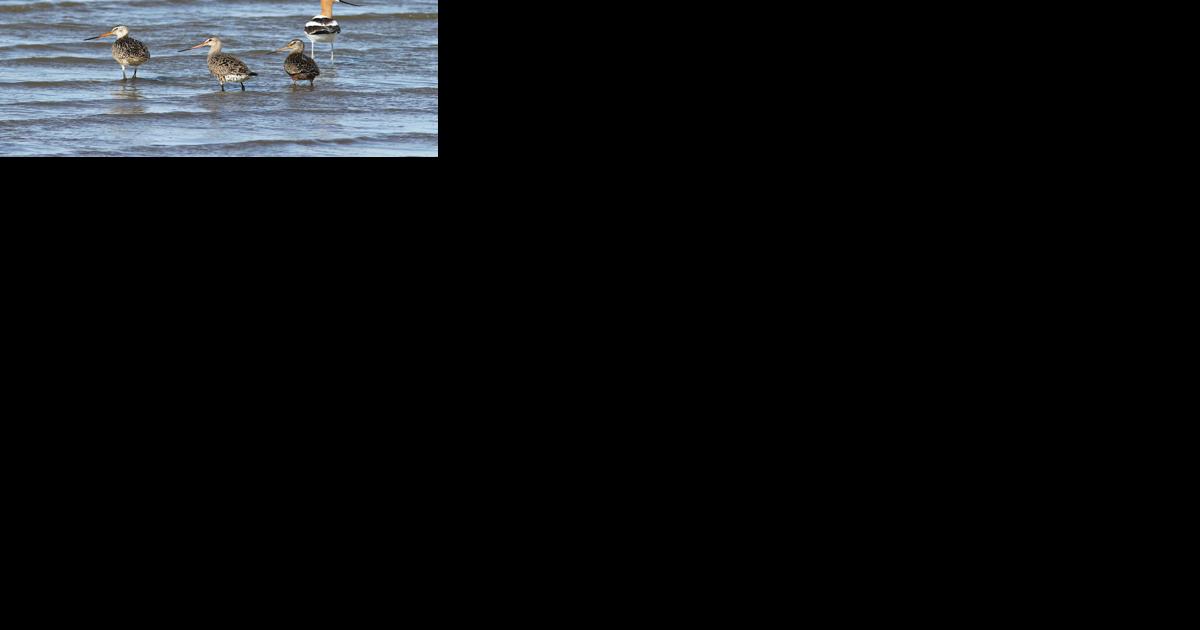 Shorebirds presentation set for Feb. 15 - Vimarsana News