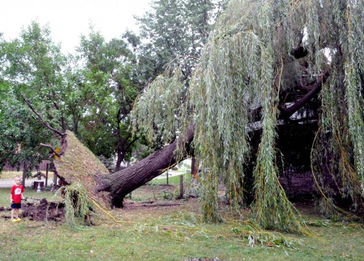 Willow tree uprooted | | wdtimes.com