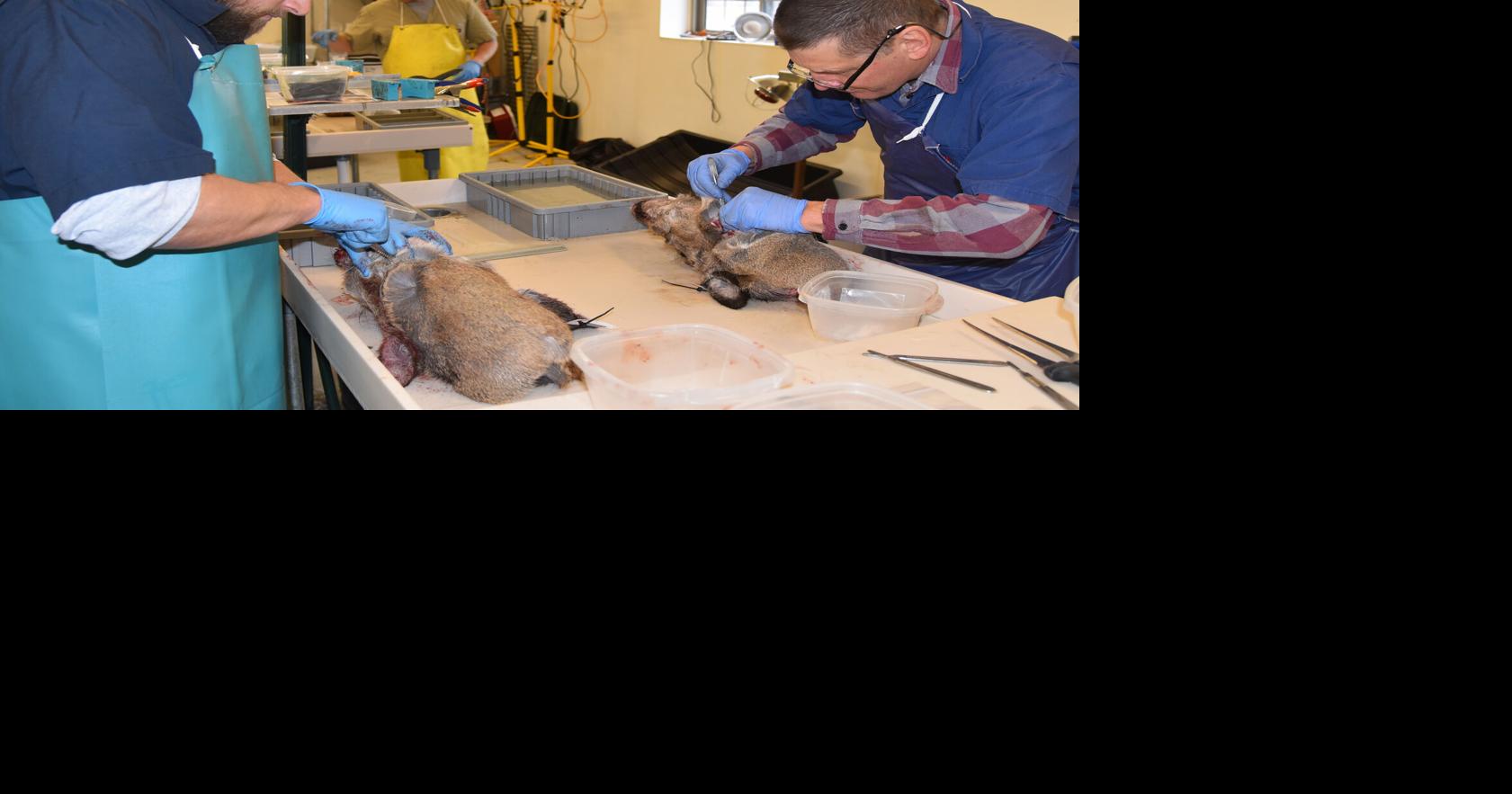 DIY Science: Hunters Can Collect CWD Samples Themselves | | wdtimes.com
