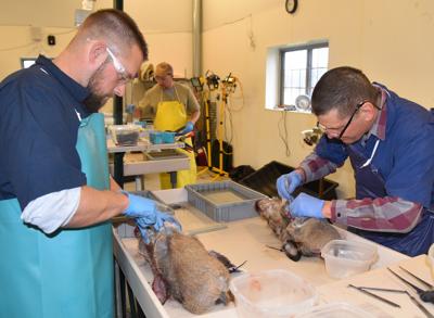 DIY Science: Hunters Can Collect CWD Samples Themselves | | wdtimes.com