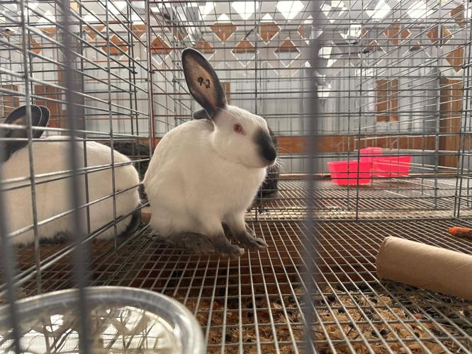 Dodge County Fair offers the ultimate end-of-summer experience ...