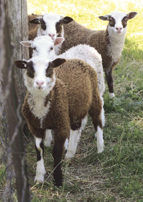 Baaaa to the bone