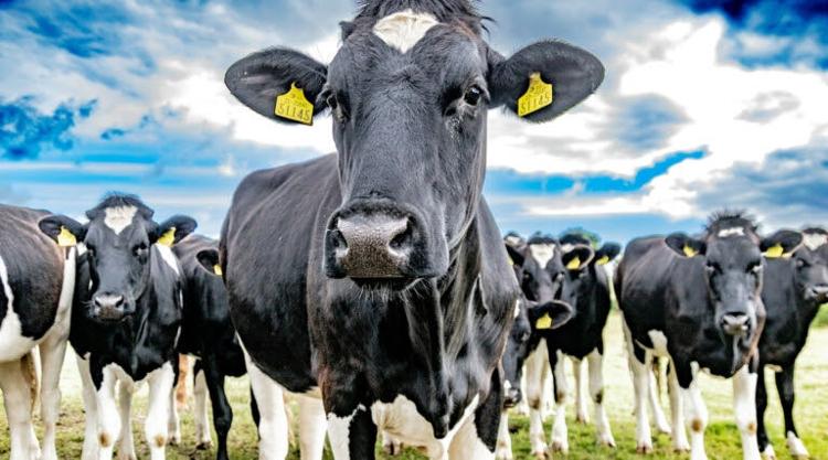Avian flu detected in Dodge County dairy herd | Agriculture | wdtimes.com