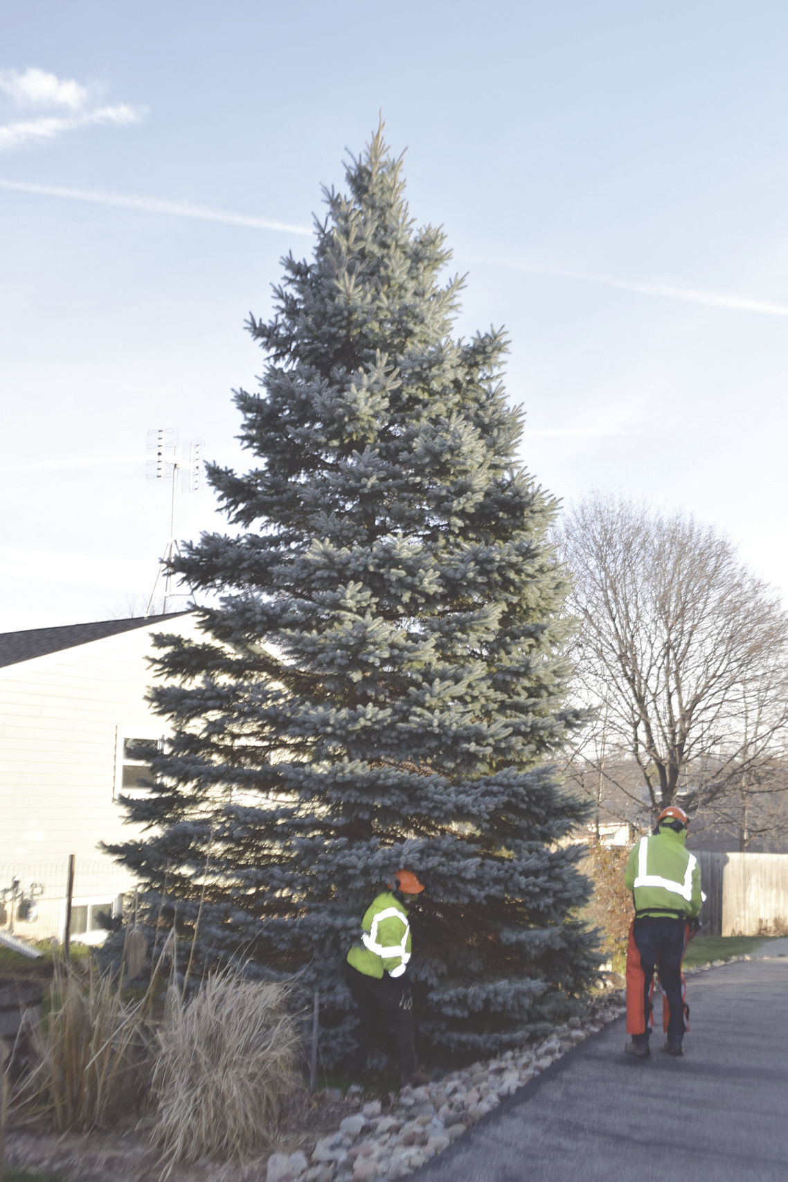 Tree 1