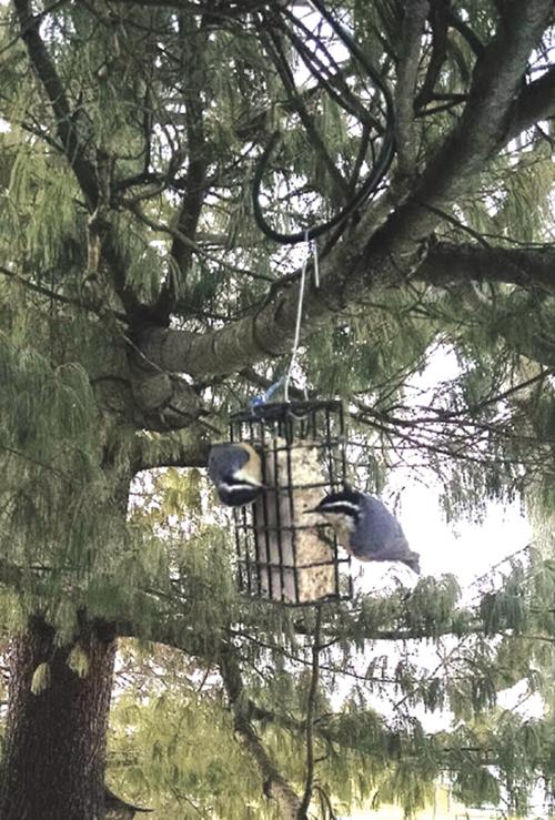 Nuthatches