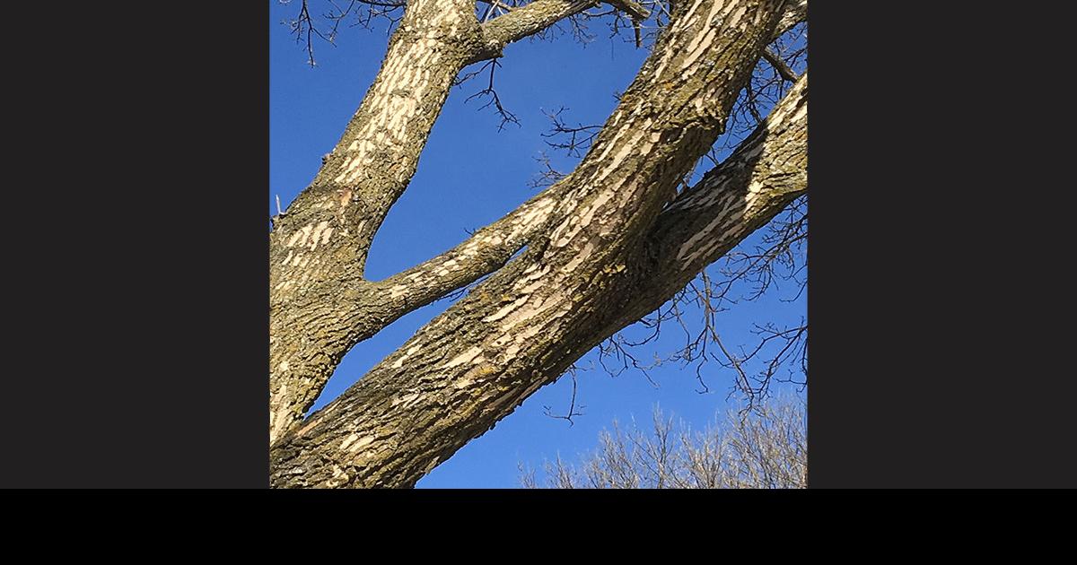 Dying ash trees present danger if left untreated News
