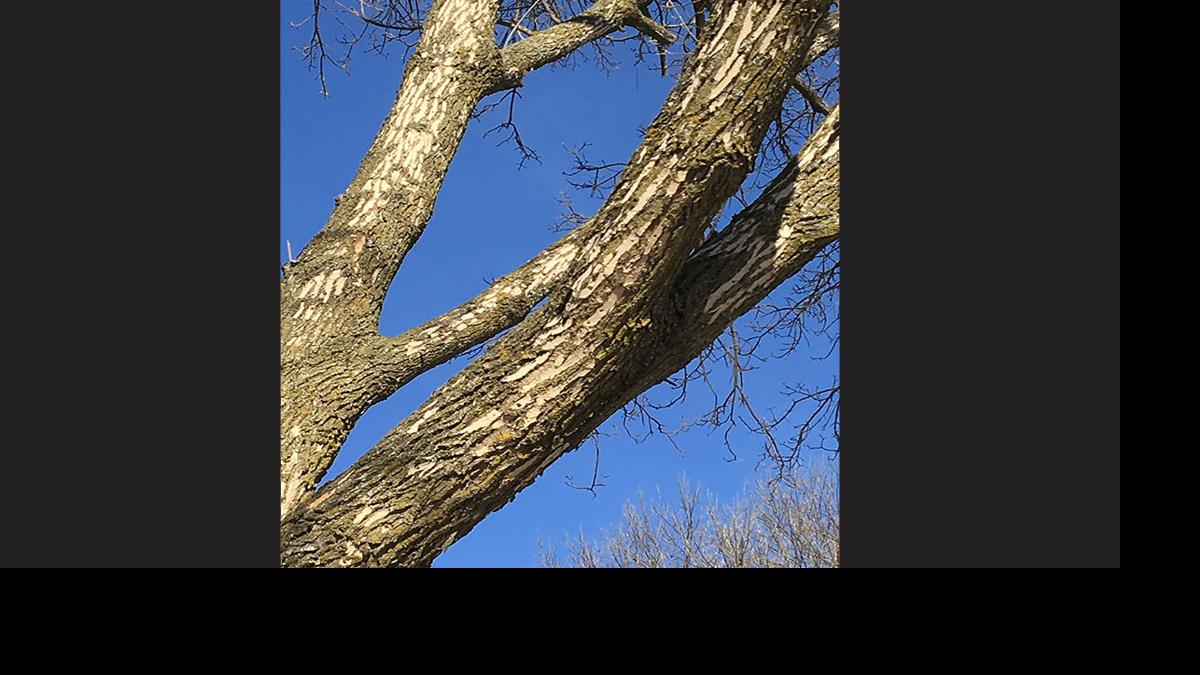Dying ash trees present danger if left untreated News