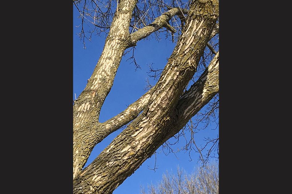 Dying Ash Trees Present Danger If Left Untreated News Wdtimes Com