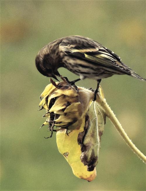Enjoying a meal