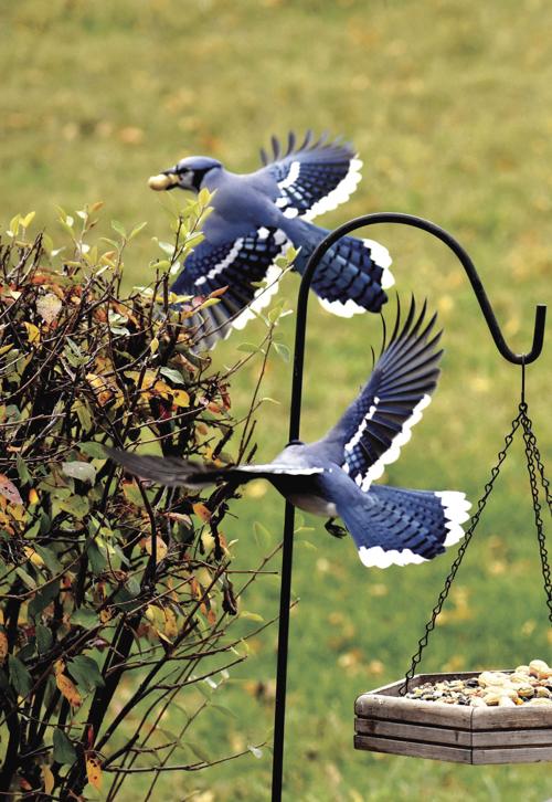 Active birds
