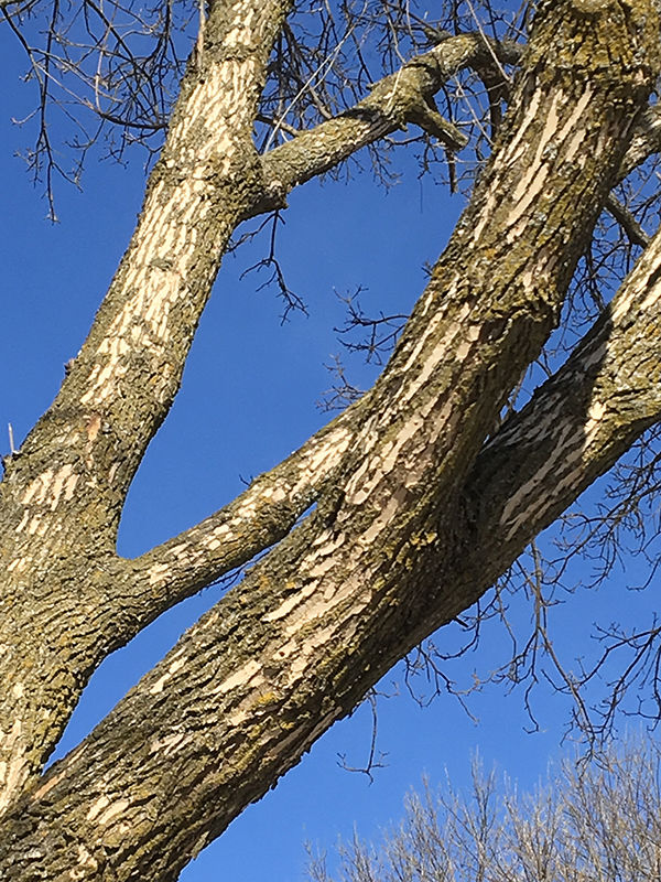 Dying ash trees present danger if left untreated News