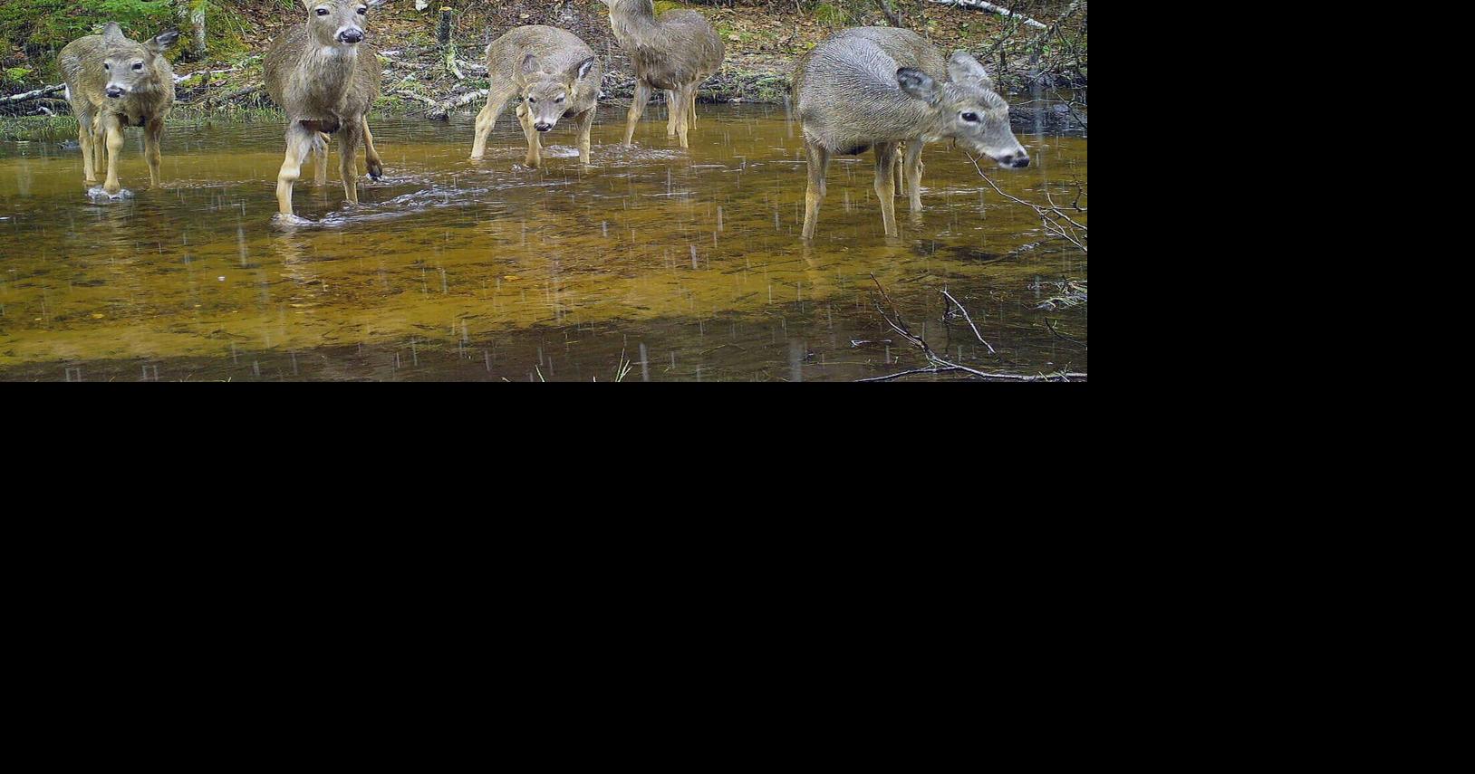 Patrick Durkin: Wisconsin deer enduring record EHD deaths in three southeastern counties