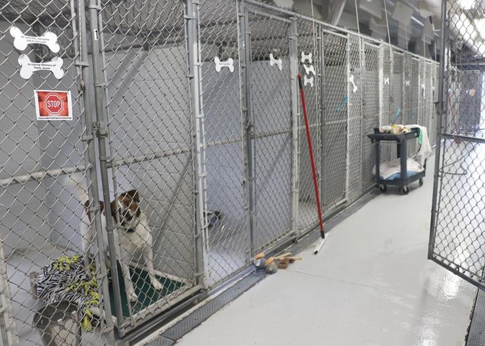 Watertown Humane Society launches capital campaign for shelter