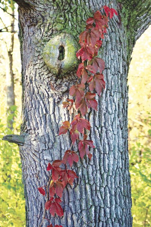 Mossy oak