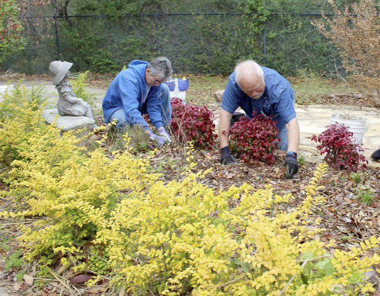 Master Gardeners Focus On Roses At Chandor Gardens Project Local