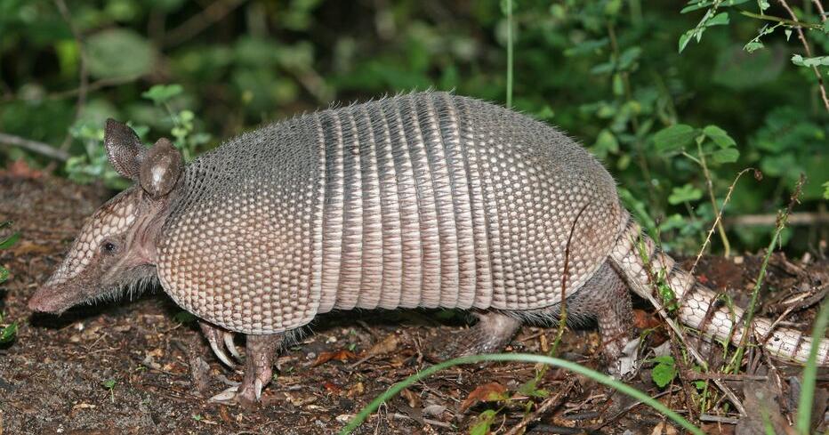 The Case of the Armadillo: Is It Spreading Leprosy in Florida? - Vimarsana News
