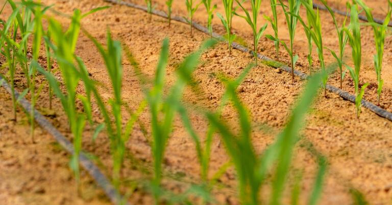 CROP & WEATHER REPORT: Corn, sorghum crops fare well in areas with moisture; prices looking up