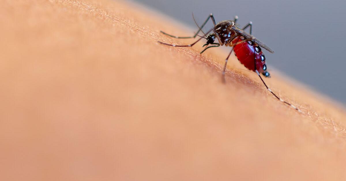 It's mosquito season: How to control and prevent bites - Vimarsana News