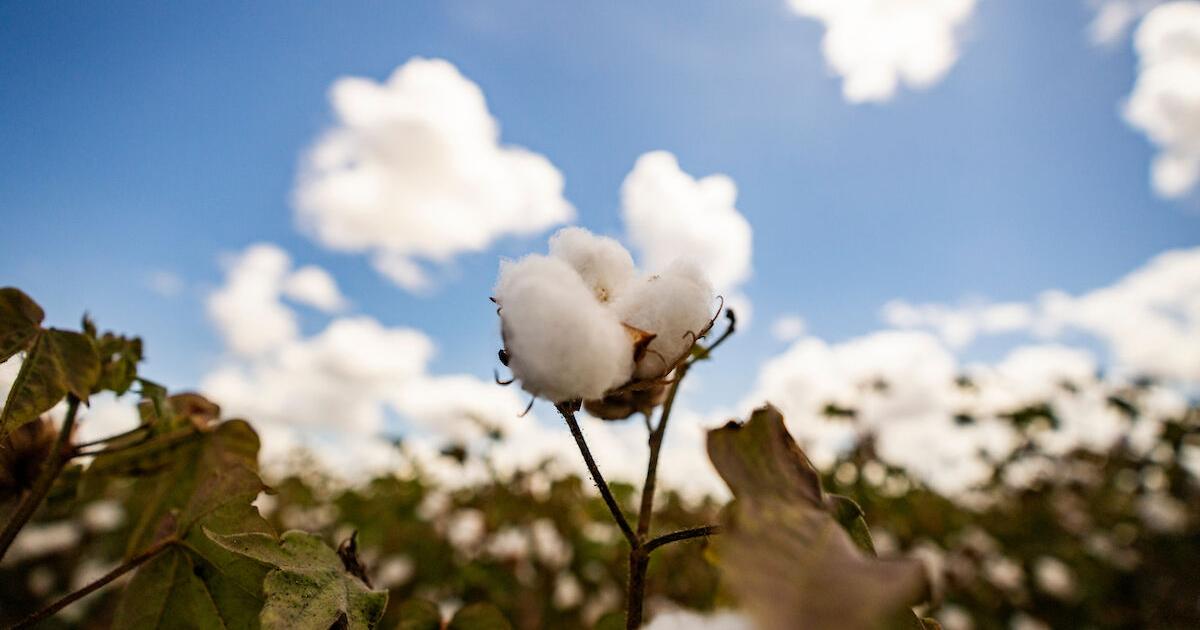 CROP & WEATHER REPORT: Cotton prices rally as Texas growing conditions turn mixed