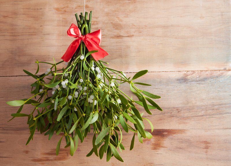A Christmas icon: The truth behind the mistletoe | Local News |  weatherforddemocrat.com