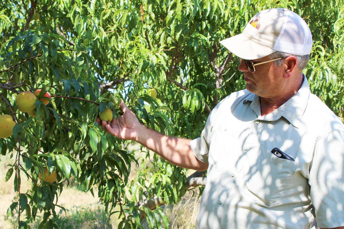 Peaches A Plenty Weatherford Serving Up Peach Week July 11 18