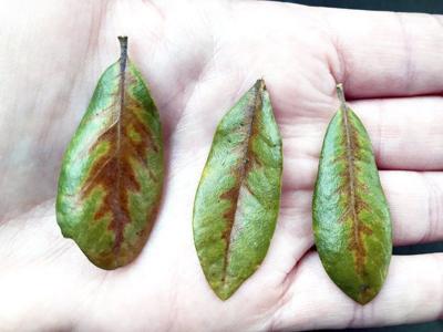 Texas Oak Wilt Season Officials Advise Halting Oak Tree Pruning Through June Local News Weatherforddemocrat Com