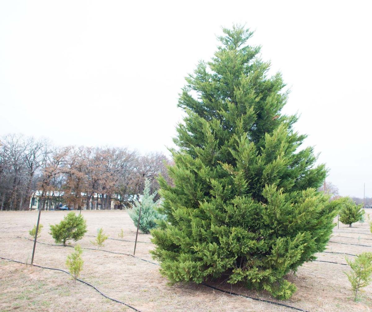 Woe Christmas Tree News Weatherforddemocrat Com