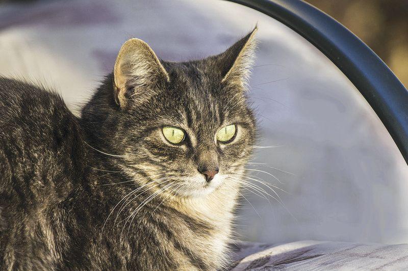Vet Animal Shelter Talk Declawing Cats Local News Weatherforddemocrat Com