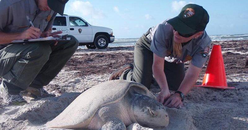 Sea turtle nesting season begins; Texas coast visitors asked to be ...