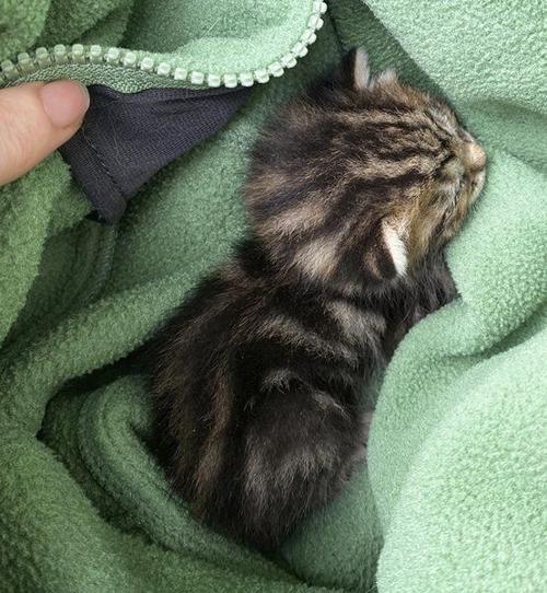 FROM THE EDITOR: Saving lives, one foster at a time