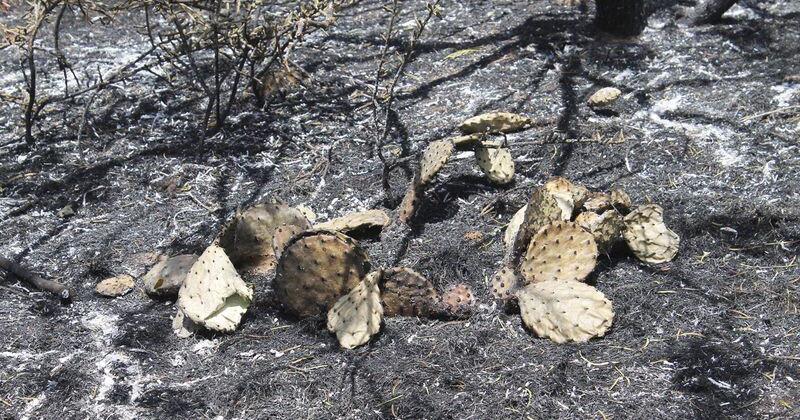 Texas enlists out-of-state volunteers to combat wildfires - Vimarsana News