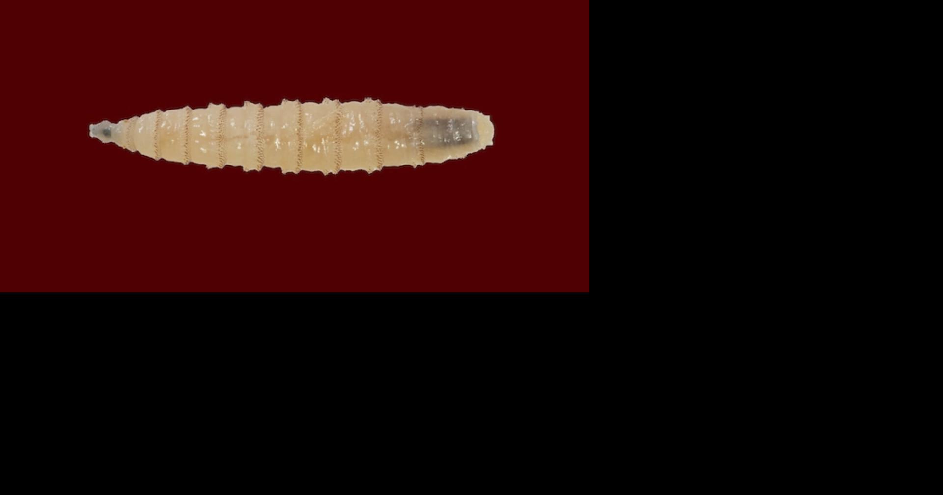 Texas A&M AgriLife receives federal funding for New World screwworm research
