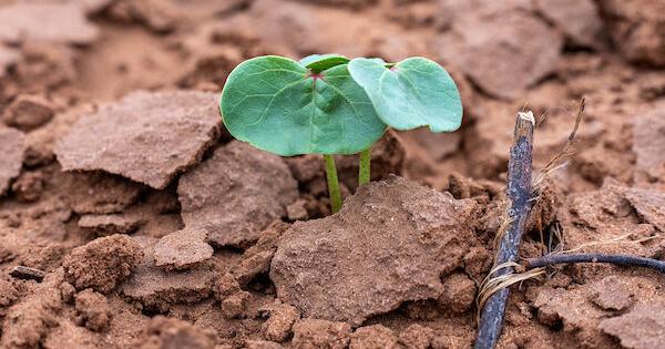 CROP & WEATHER REPORT: Growing conditions split by rain — improved moisture, lingering drought