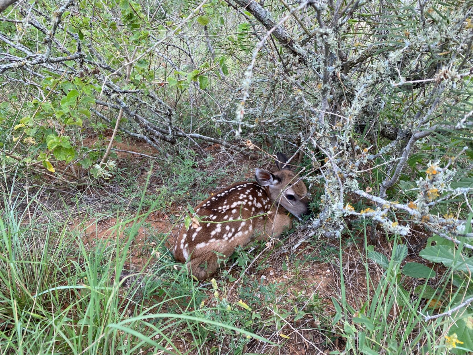 Oh, deer! Leave fawns where you find them Mineral-wells weatherforddemocrat picture picture