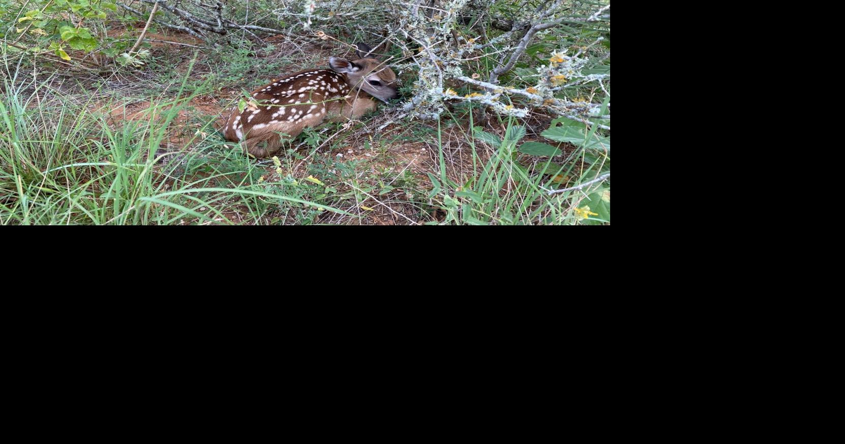 Local wildlife rehabilitators generally support proposed state guidelines