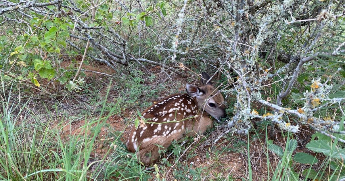 Local wildlife rehabilitators generally support proposed state guidelines