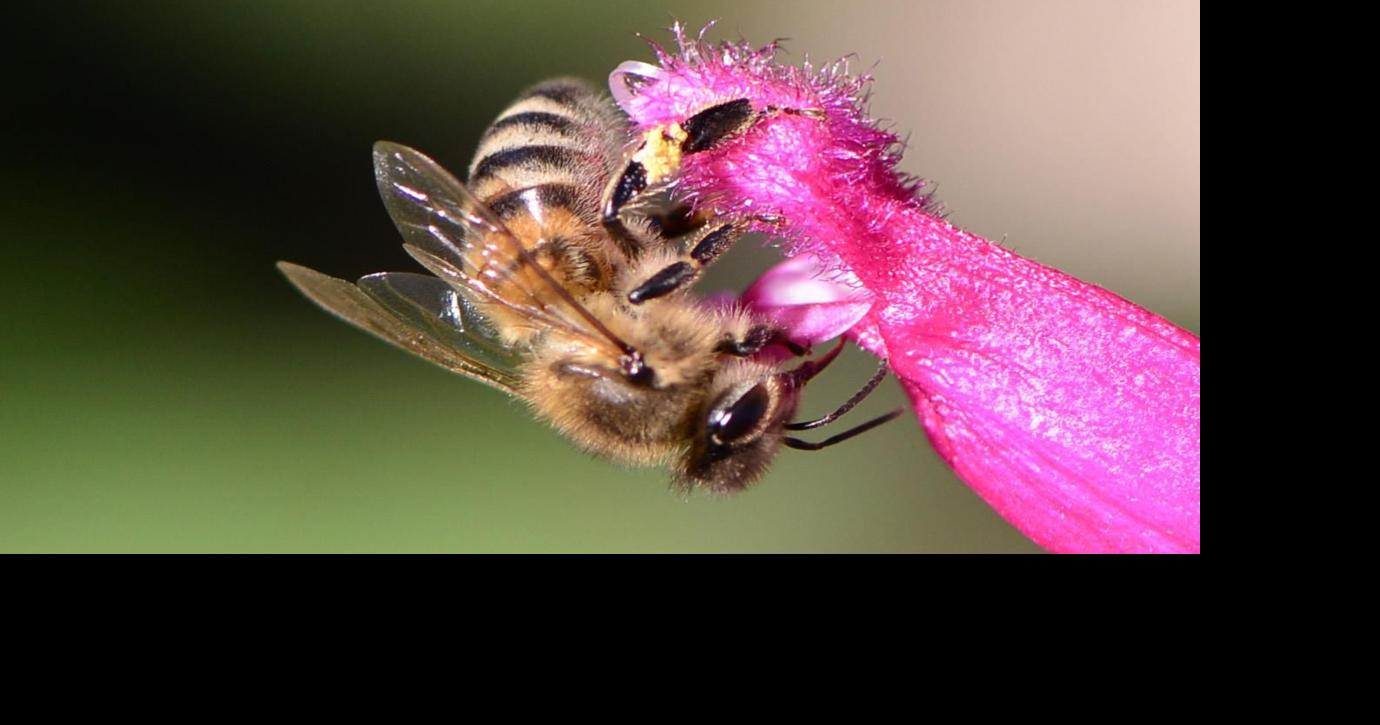 Honey bees are not in peril. These bees are. - Vox